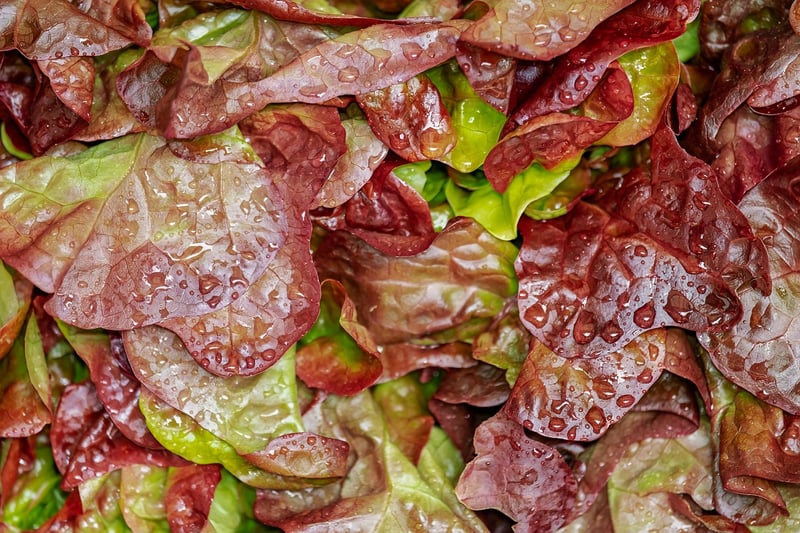Pixie Dust Salad